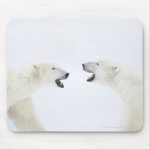 Polare Bären stehend auf Schnee nachdem dem Mousepad