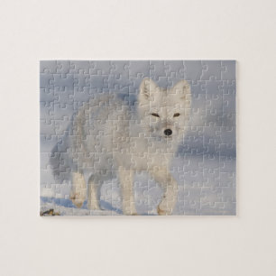 Polarfuchs, Alaska