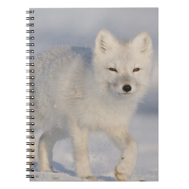 Polarfuchs, Alaska Notizblock (Vorderseite)