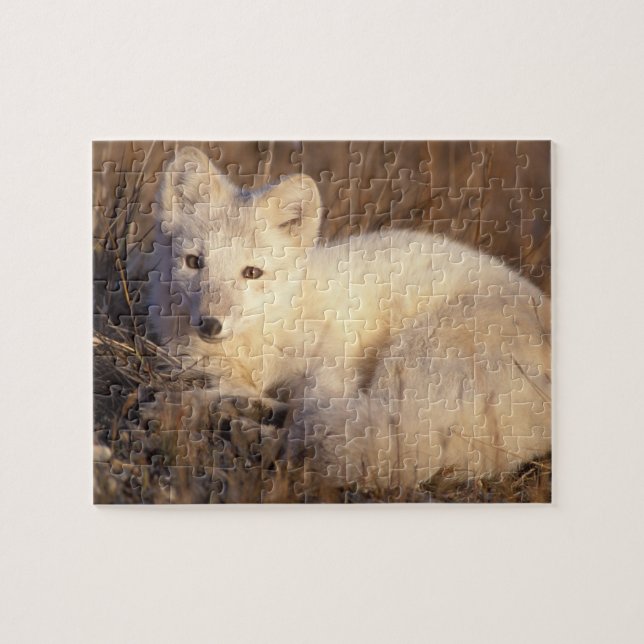 Polarfuchs, Alopex lagopus (Horizontal)
