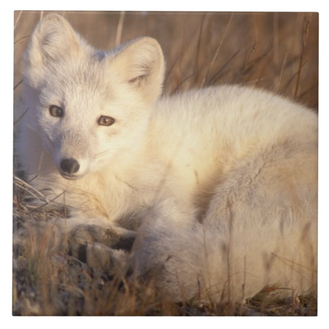Polarfuchs, Alopex lagopus Fliese (Vorderseite)