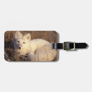 Polarfuchs, Alopex lagopus Gepäckanhänger