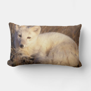Polarfuchs, Alopex lagopus Lendenkissen