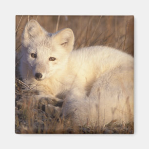 Polarfuchs, Alopex lagopus Magnet