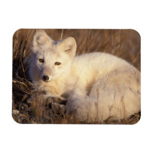 Polarfuchs, Alopex lagopus Magnet