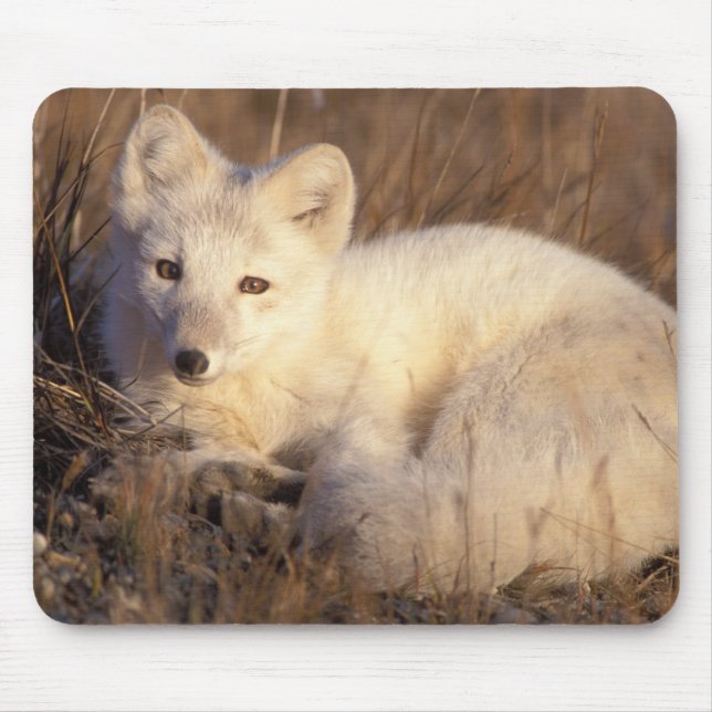 Polarfuchs, Alopex lagopus Mousepad (Vorne)