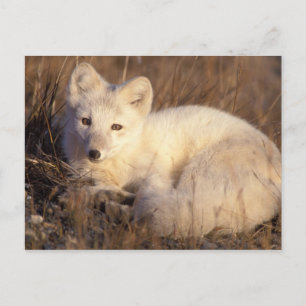 Polarfuchs, Alopex lagopus Postkarte