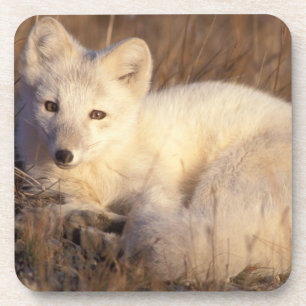 Polarfuchs, Alopex lagopus Untersetzer