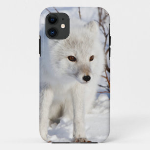 Polarfuchs, Churchill Wildlife Management Area Case-Mate iPhone Hülle
