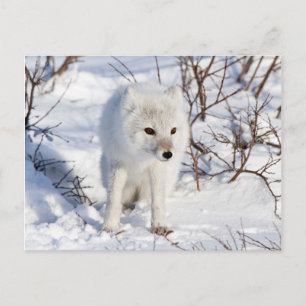 Polarfuchs, Churchill Wildlife Management Area Postkarte