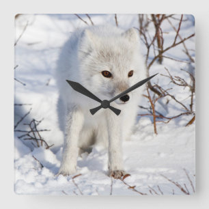 Polarfuchs, Churchill Wildlife Management Area Quadratische Wanduhr