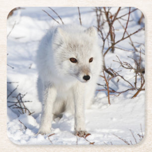 Polarfuchs, Churchill Wildlife Management Area Rechteckiger Pappuntersetzer