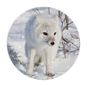 Polarfuchs , Churchill Wildlife Management Area Schneidebrett