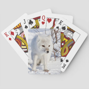 Polarfuchs , Churchill Wildlife Management Area Spielkarten