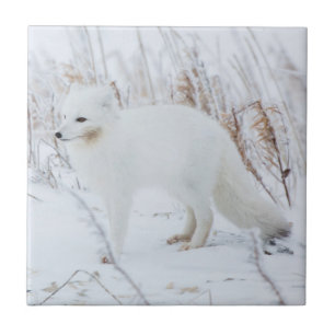 Polarfuchs Fliese
