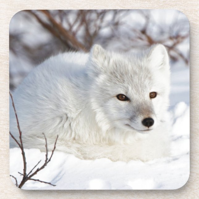 Polarfuchs im Winter Getränkeuntersetzer (Vorderseite)