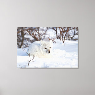 Polarfuchs im Winter Leinwanddruck