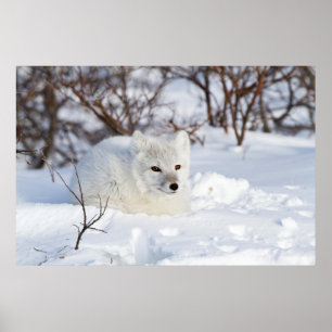 Polarfuchs im Winter Poster