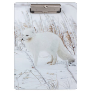 Polarfuchs Klemmbrett