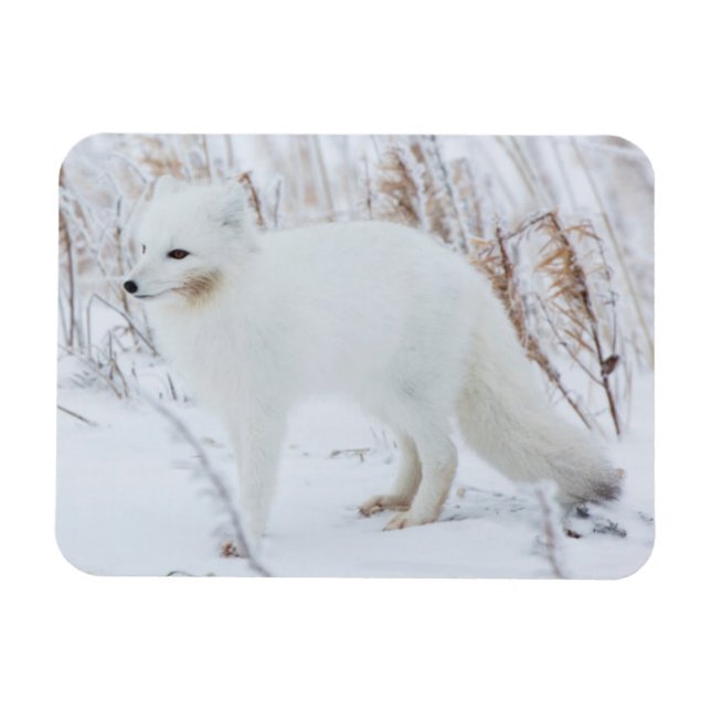 Polarfuchs Magnet (Horizontal)