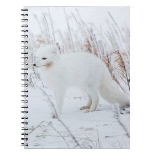 Polarfuchs Notizblock
