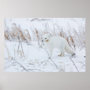Polarfuchs Poster