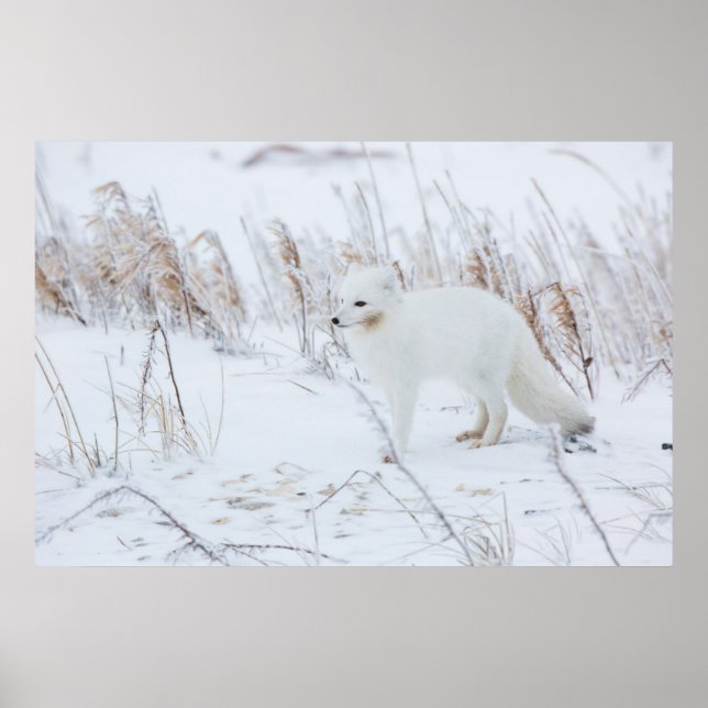 Polarfuchs Poster (Vorne)
