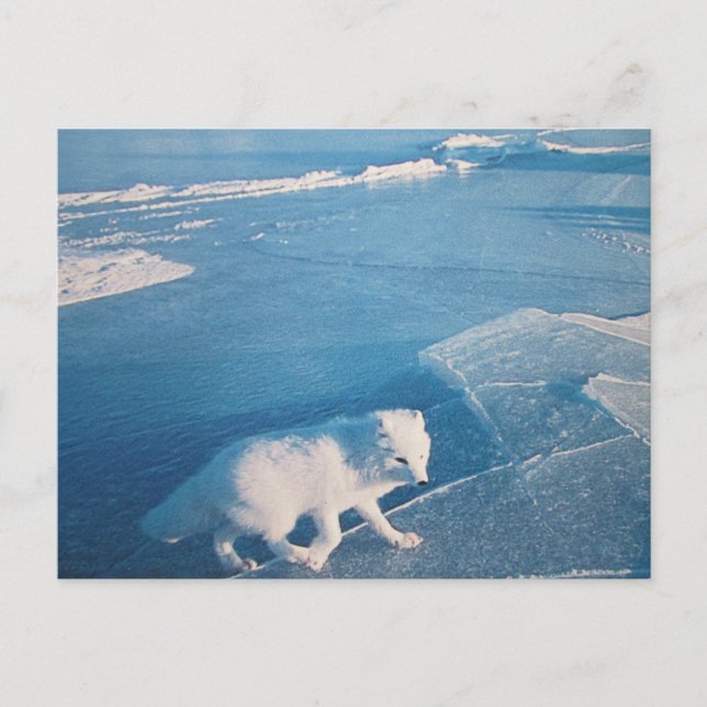 Polarfuchs- Postkarte (Vorderseite)