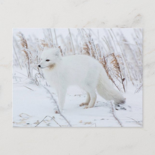 Polarfuchs Postkarte (Vorderseite)