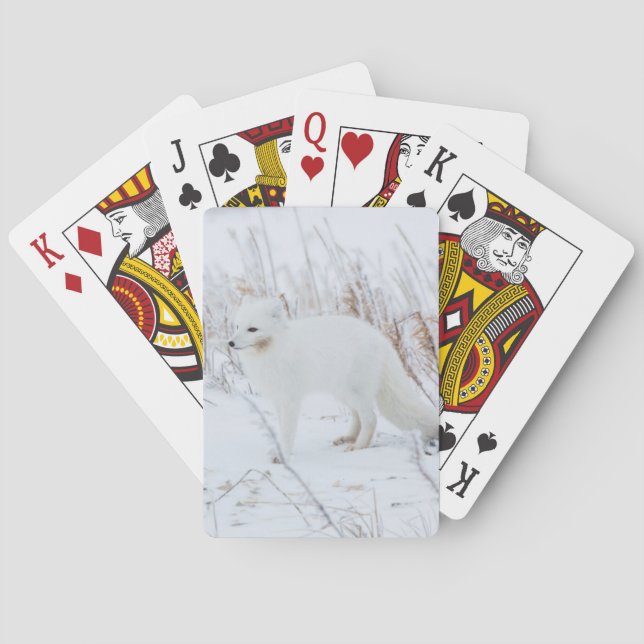 Polarfuchs Spielkarten (Rückseite)