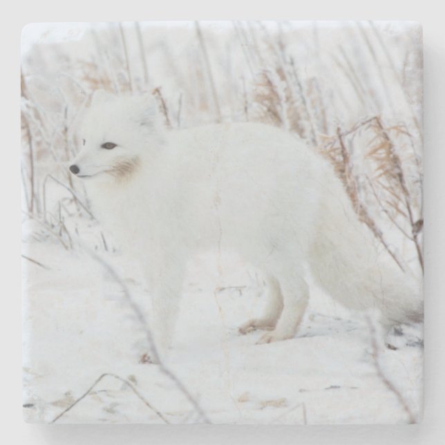 Polarfuchs Steinuntersetzer (Vorderseite)