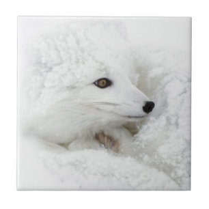 Polarfuchs zusammengerollt im Winter Fliese