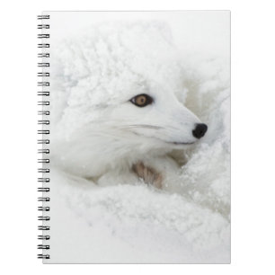 Polarfuchs zusammengerollt im Winter Notizblock