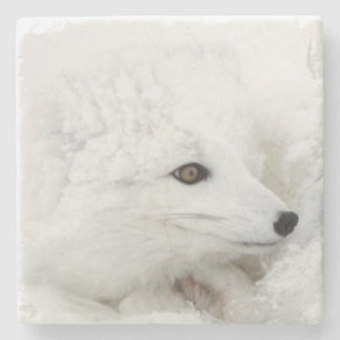 Polarfuchs zusammengerollt im Winter Steinuntersetzer