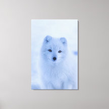 Polarktische Fox Canvas Print