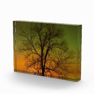 Polarlicht & Cottonwood-Baum Fotoblock
