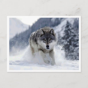 Polarwolf. Postkarte