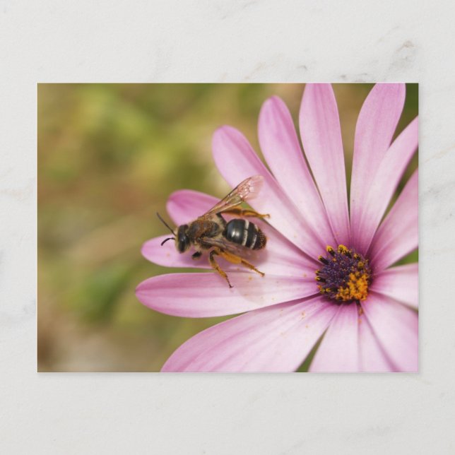 Polen Postkarte (Vorderseite)