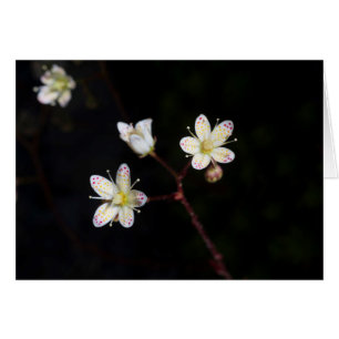 Polka dot Blume