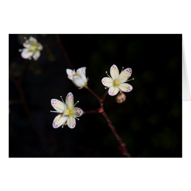 Polka dot flowers (Devant Horizontal)