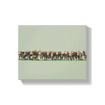 Poll Herefords