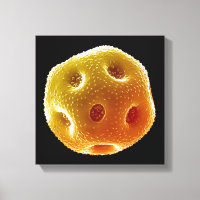 Pollen