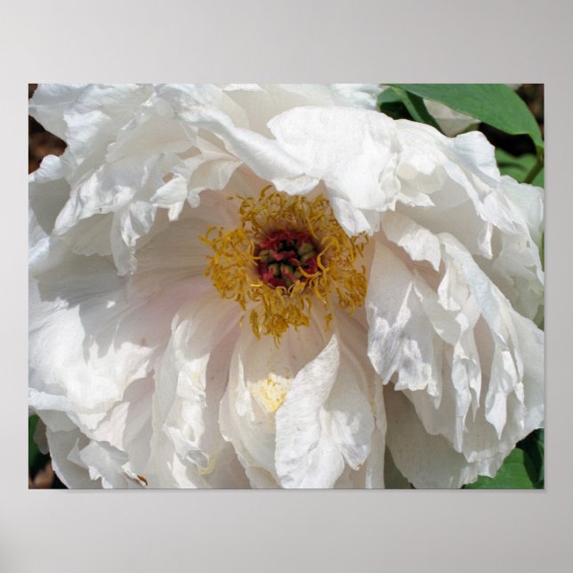 Pollenblättrige Blume aus weißem Pollen Poster (Vorne)