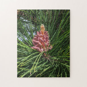 Pollenkrone (Pinus resinosa)