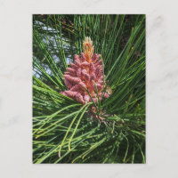 Pollenkrone (Pinus resinosa)
