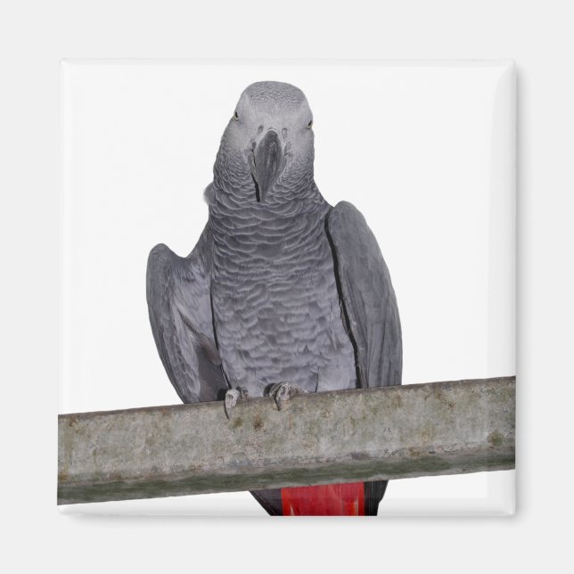 Polly Magnet (Devant)