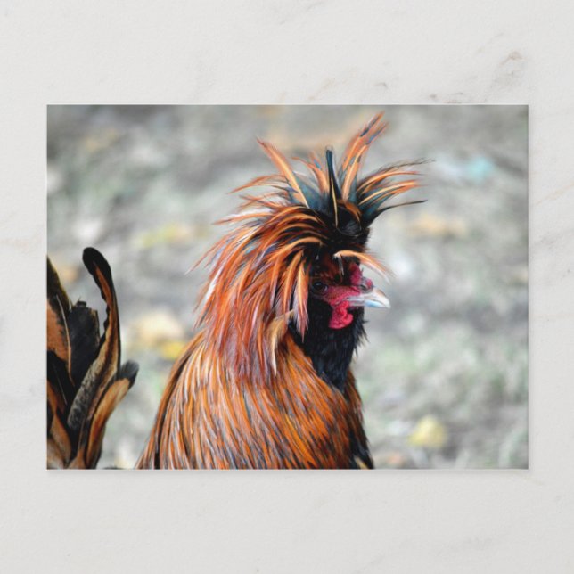 Polnisch Created Rooster Postkarte (Vorderseite)