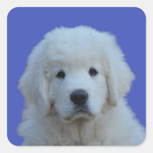Polnisch Tatra Sheepdog Aufkleber auf blauem Hinte
