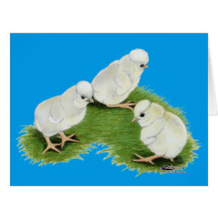 Polnische Splash Chicks