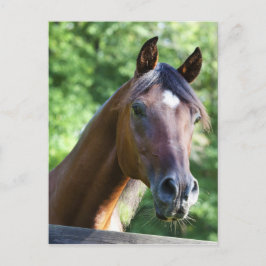 Polnisches Arabisches Pferd Postkarte